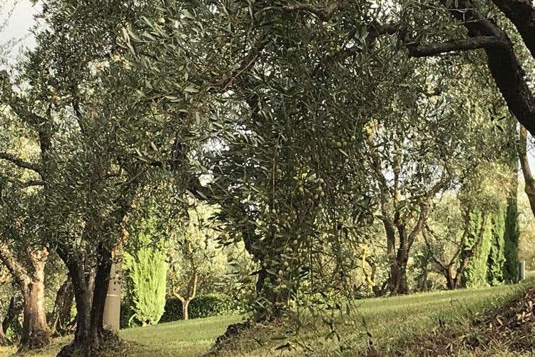 (Dievole, cuore argentino nel Chianti 
Olio, vino e legame con la terra)