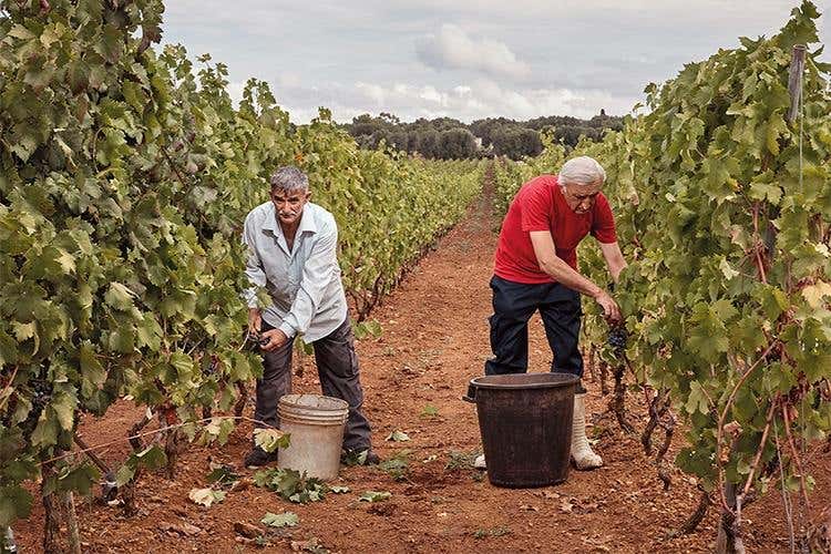 Edda, Sessantanni e Masseria Samia 
San Marzano, il bello della Puglia