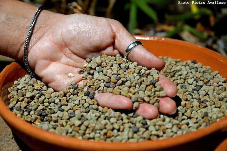 Maracuoccio di Lentiscosa - foto Pietro Avallone