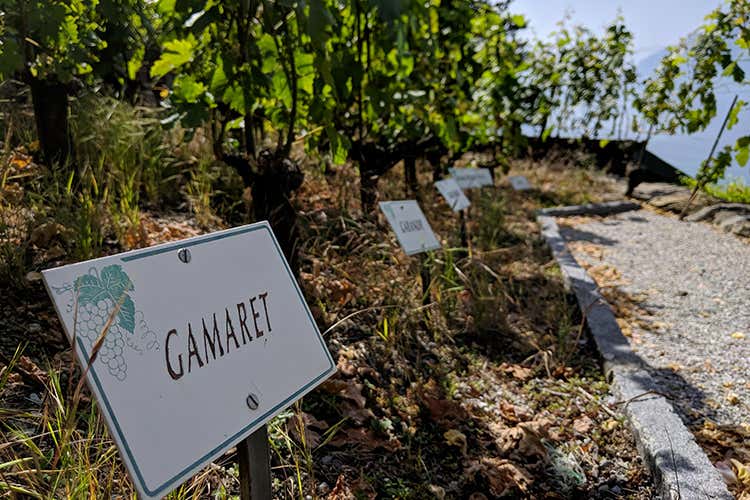 (La Fête des Vignerons 
Cose da fare una volta nella vita)