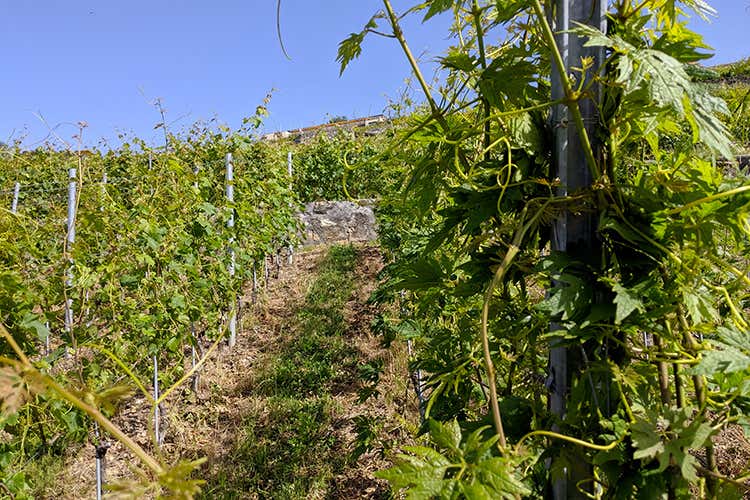 (La Fête des Vignerons 
Cose da fare una volta nella vita)