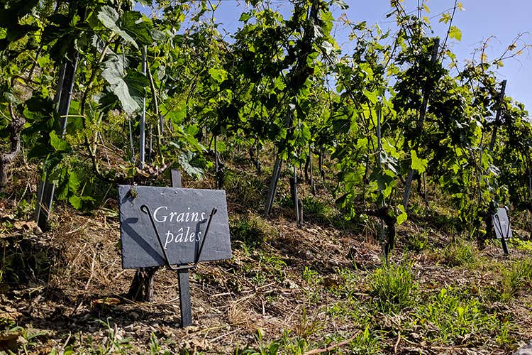 (La Fête des Vignerons 
Cose da fare una volta nella vita)