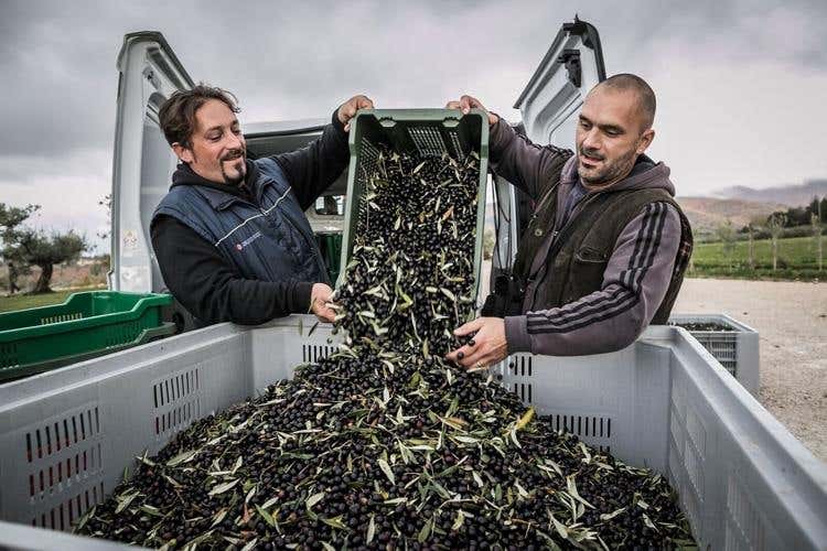 (Frantoi Aperti, 21ª edizione 
4 weekend tra passeggiate e degustazioni)