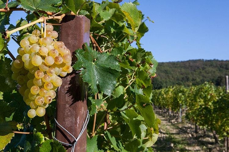 (Gavi Docg, il Consorzio celebra 20 anni 
Valorizzazione di vini e territorio)