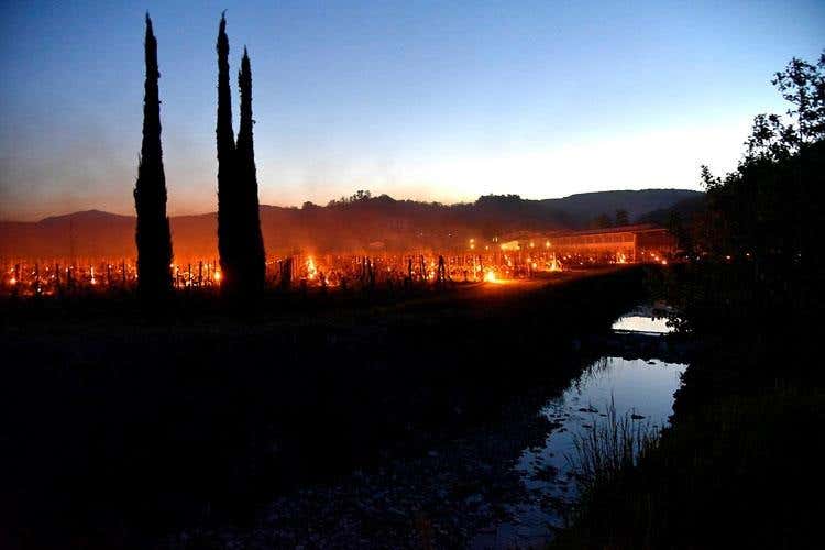 Gelo improvviso, coltivazioni ko E tra le vigne si accendono falò