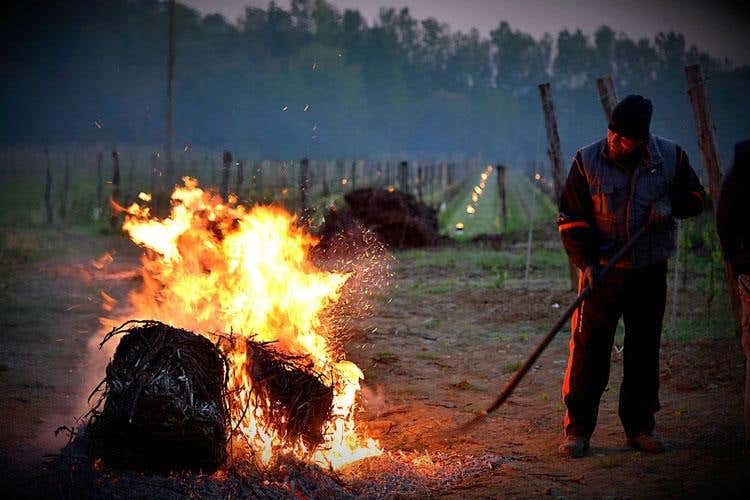Gelo improvviso, coltivazioni ko E tra le vigne si accendono falò