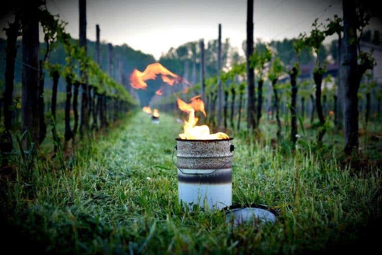 Gelo improvviso, coltivazioni ko E tra le vigne si accendono falò