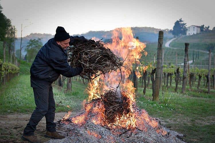 Gelo improvviso, coltivazioni ko E tra le vigne si accendono falò