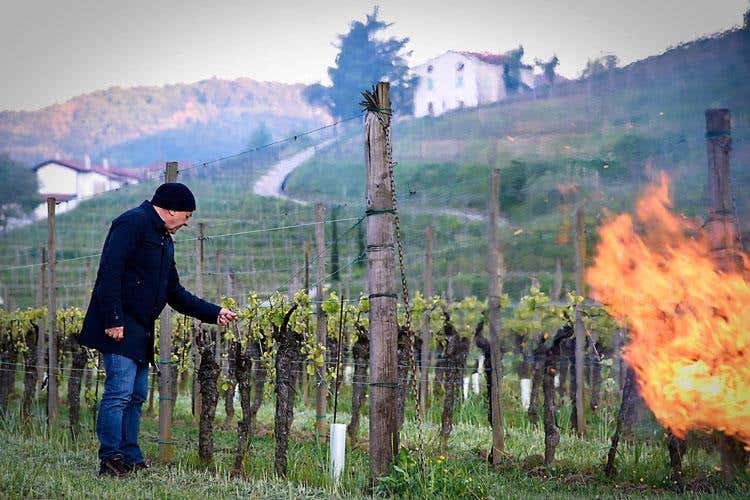 Gelo improvviso, coltivazioni ko E tra le vigne si accendono falò