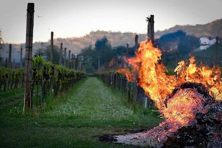 Gelo improvviso, coltivazioni ko E tra le vigne si accendono falò