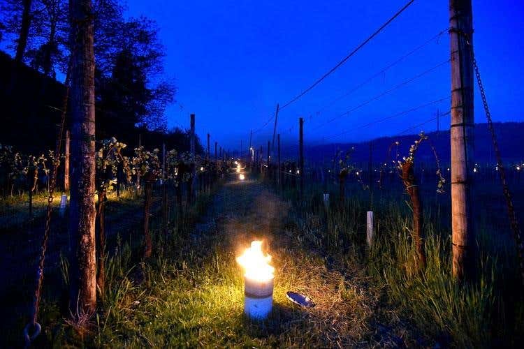 Gelo improvviso, coltivazioni ko E tra le vigne si accendono falò
