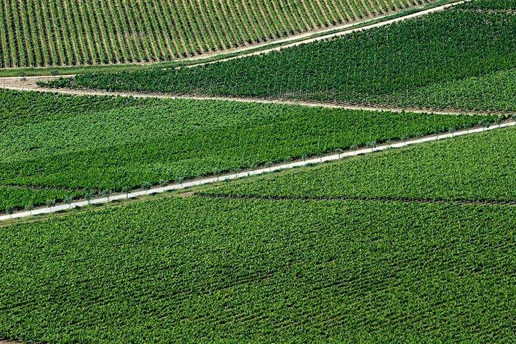(Hedonis Feudo Arancio 
Un sorso di Sicilia)