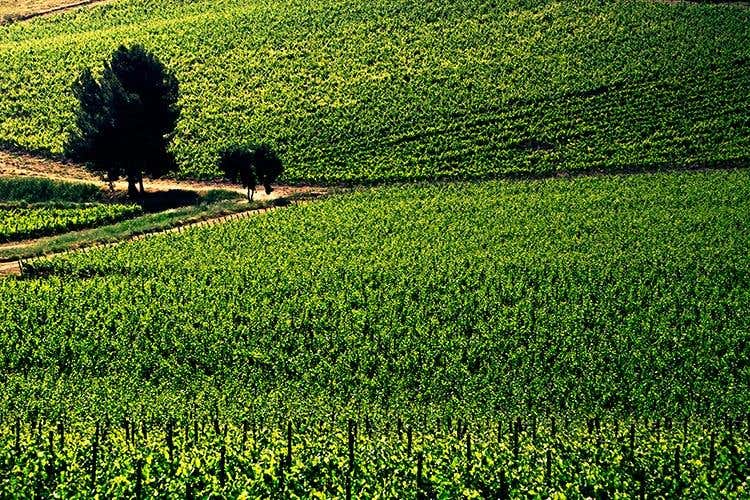 (Hedonis Feudo Arancio 
Un sorso di Sicilia)