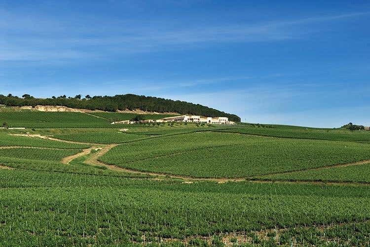 (Hedonis Feudo Arancio 
Un sorso di Sicilia)