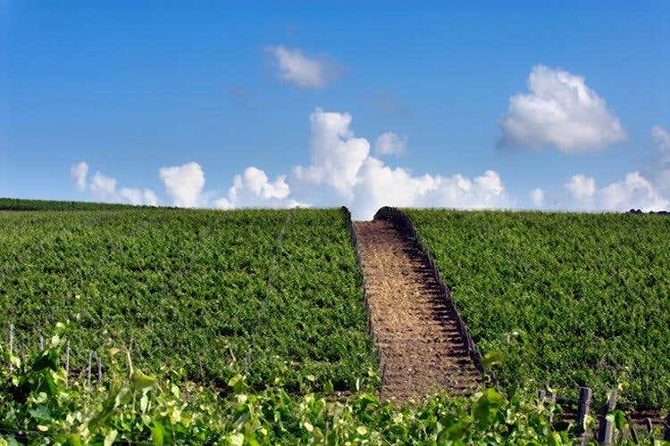 (Hedonis Feudo Arancio 
Un sorso di Sicilia)