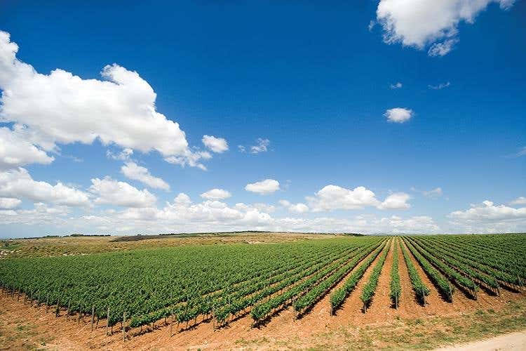 (Hedonis Feudo Arancio 
Un sorso di Sicilia)