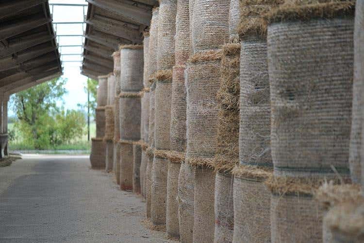 Hombre, Parmigiano d'eccellenza Il 90% destinato all'export