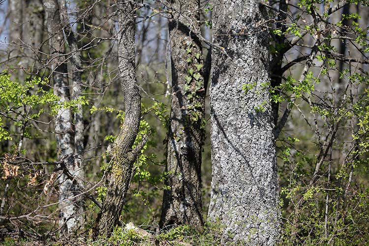 (I tartufi di Appennino Food 
dal centro Italia al resto del mondo)