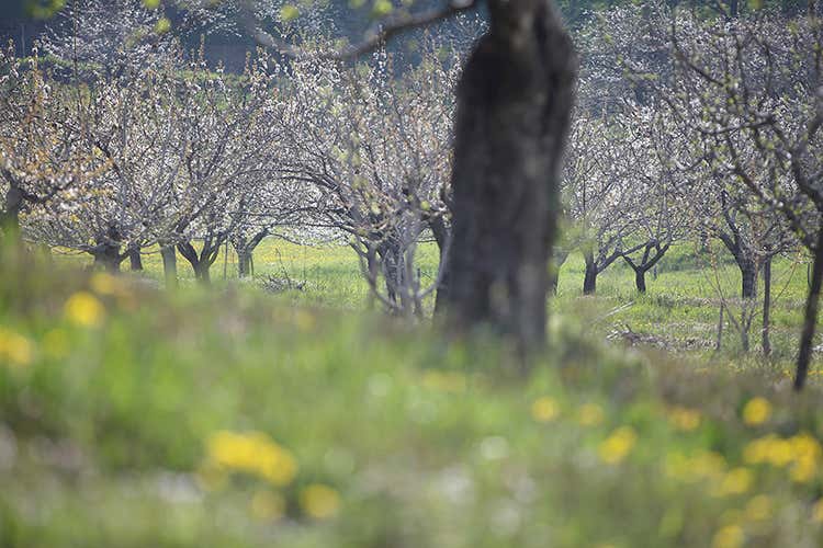 (I tartufi di Appennino Food 
dal centro Italia al resto del mondo)