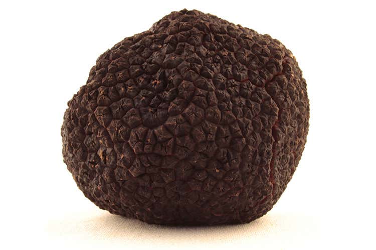 Tartufo nero uncinato (I tartufi di Appennino Food 
dal centro Italia al resto del mondo)
