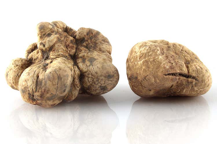 Tartufo bianco pregiato (I tartufi di Appennino Food 
dal centro Italia al resto del mondo)