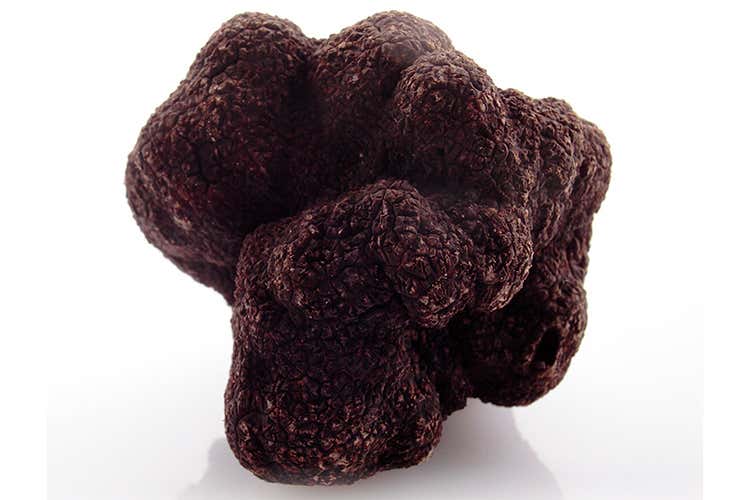 Tartufo nero pregiato (I tartufi di Appennino Food 
dal centro Italia al resto del mondo)