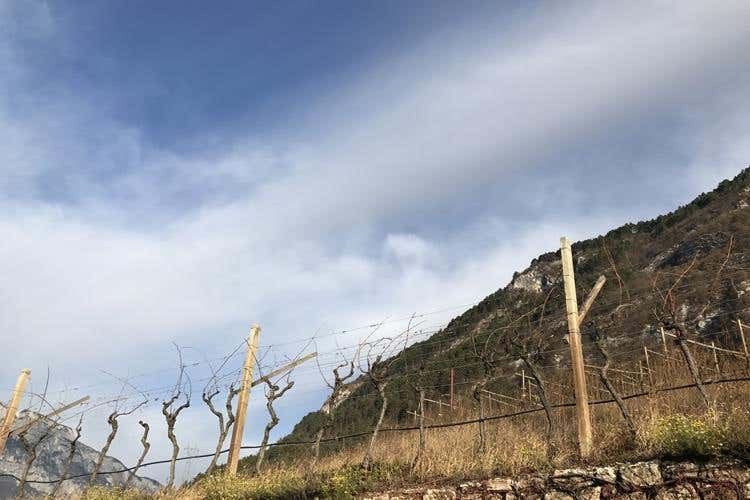 (I Trento Doc di Maso Martis 
Effervescenza delle Dolomiti)