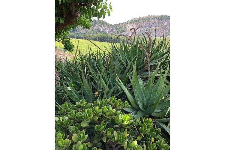 (I vini di Cantina Ermes 
Espressioni della biodiversità siciliana)