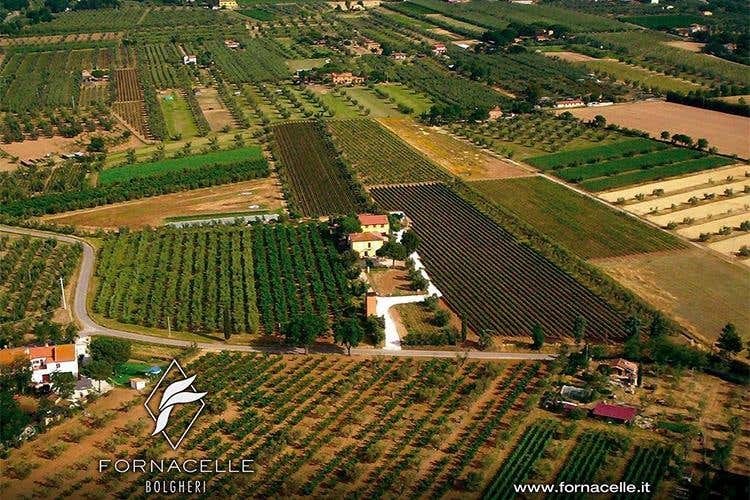 I vini Fornacelle, nella regione di Bolgheri 
Frutto di un'autentica cultura contadina