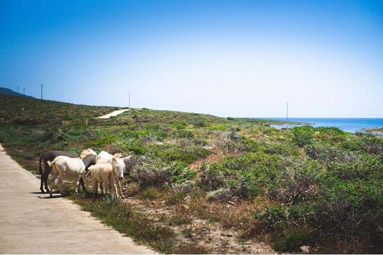 (Ichnusa dalla parte dell’ambiente 
con il progetto “Vuoto a buon rendere”)