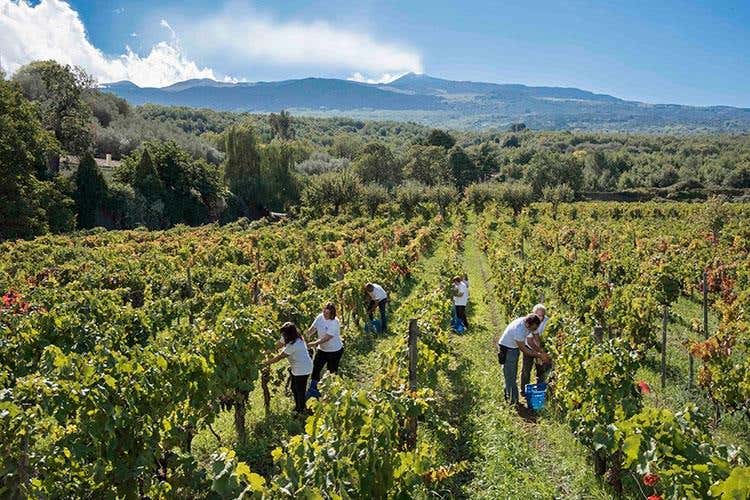 Vendemmia Donnafugata Etna (foto Fabio Gambina)