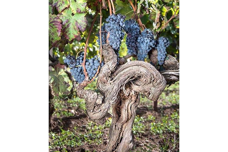 Alberello Nerello Mascalese Donnafugata Etna (foto Fabio Gambina)