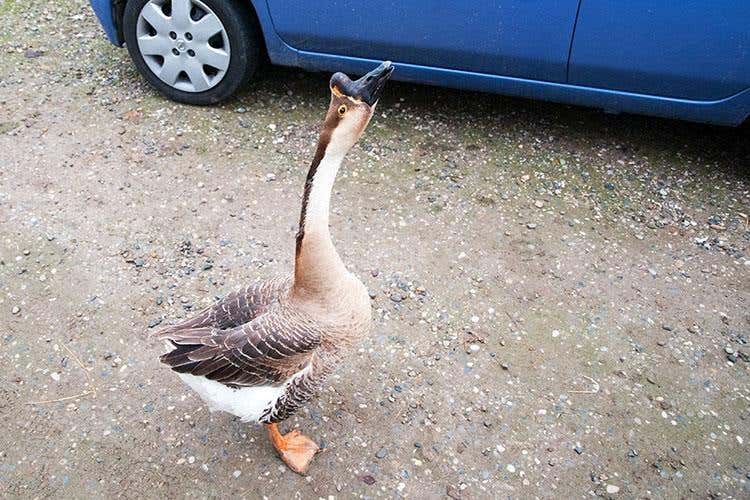 (Il posto del cuore 
Pace e tranquillità a Cascina Loghetto)