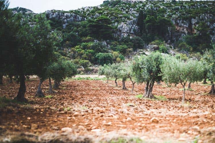 (L’olio Evo siciliano vuole cambiare passo 
Tecnologia e tradizione elementi centrali)
