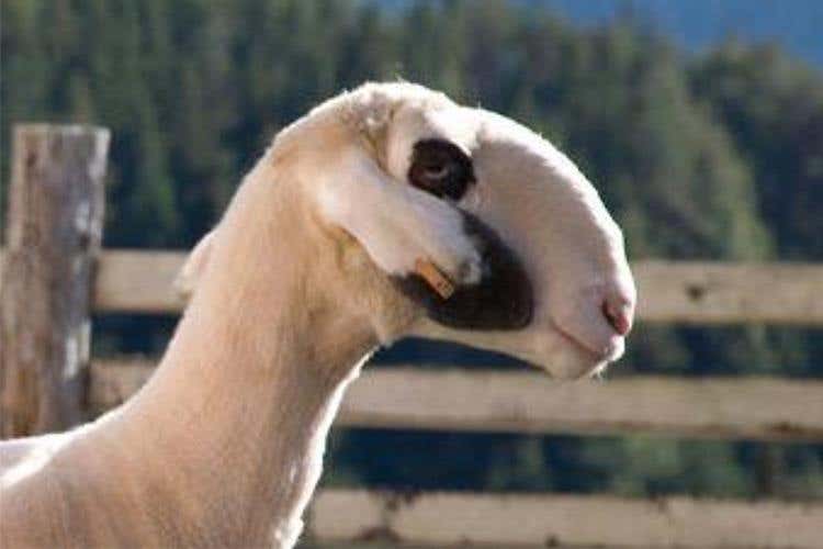 La più antica pecora dell'Alto Adige protagonista in tavola da Oscar Messner
