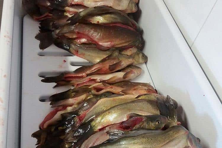 (La tinca di Ceresole d'Alba 
incontra i vini e i prodotti del Roero)