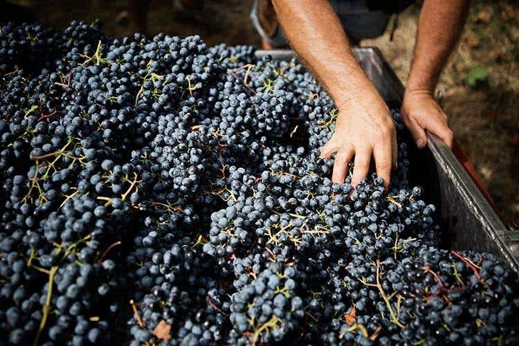 foto: Francesco Mion e Diambra Mariani (Lambrusco Bio e Balsamico Tradizionale L'Emilia premium di Manicardi