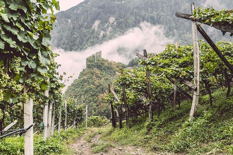 Le cantine della Valle Isarco fanno rete per promuovere vini e territorio