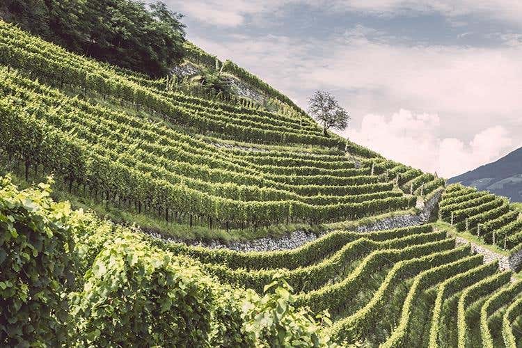 Le cantine della Valle Isarco fanno rete per promuovere vini e territorio