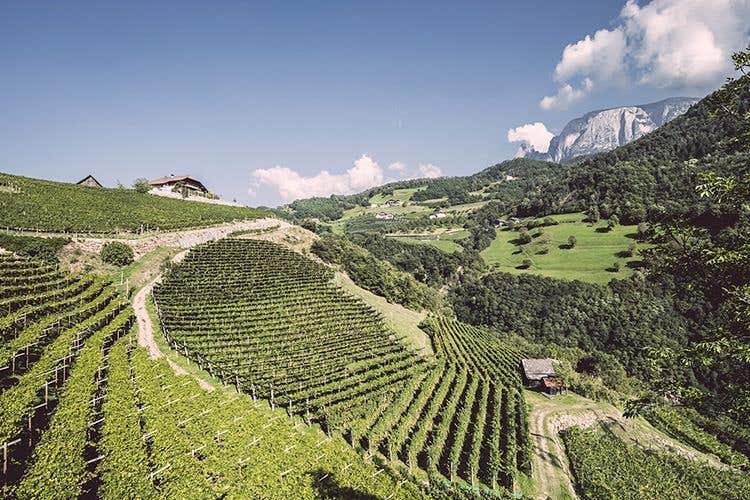 Le cantine della Valle Isarco fanno rete per promuovere vini e territorio