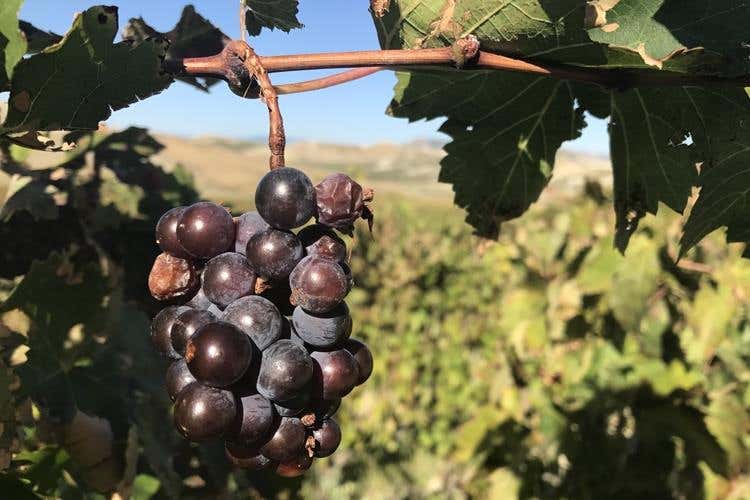 (Le famiglie del vino, ecco i Librandi 
Calabria di storia, ricerca e passione)
