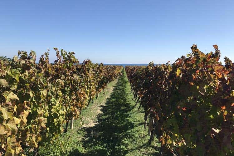 (Le famiglie del vino, ecco i Librandi 
Calabria di storia, ricerca e passione)