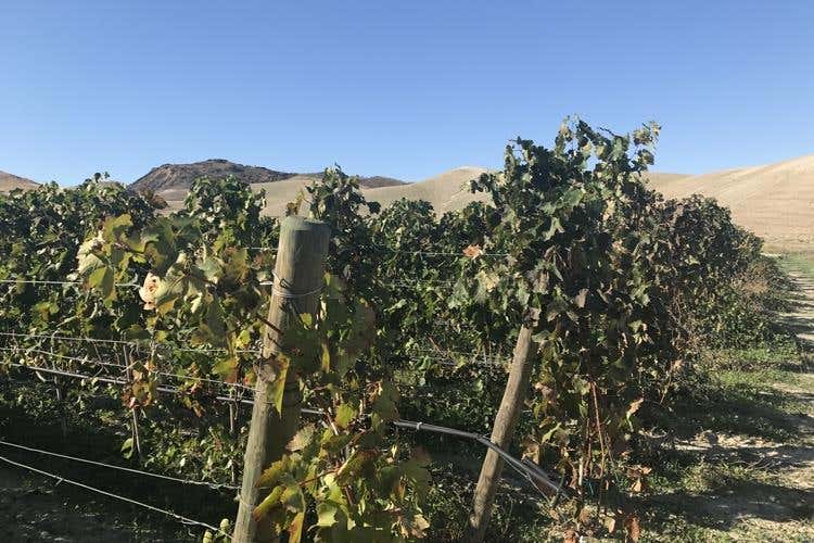 (Le famiglie del vino, ecco i Librandi 
Calabria di storia, ricerca e passione)