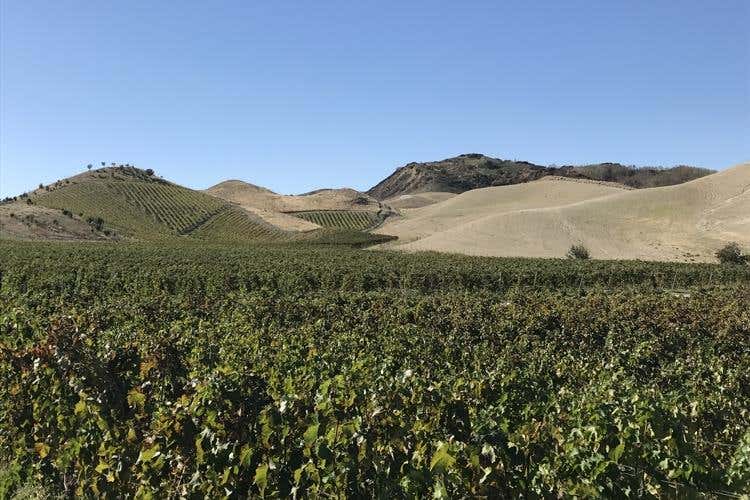 (Le famiglie del vino, ecco i Librandi 
Calabria di storia, ricerca e passione)