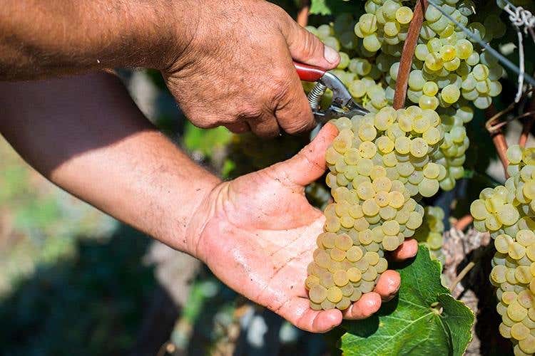 La vendemmia (Librandi e la Calabria 
Una storia d'amore, di vino e di territorio)