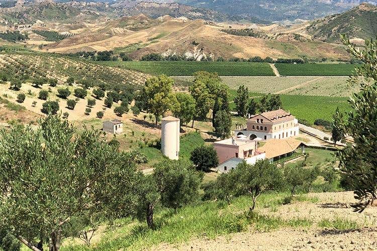(Librandi e la Calabria 
Una storia d'amore, di vino e di territorio)