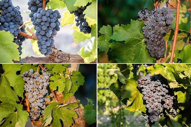 Alcuni degli uvaggi principali coltivati nelle tenute Librandi (Librandi e la Calabria 
Una storia d'amore, di vino e di territorio)