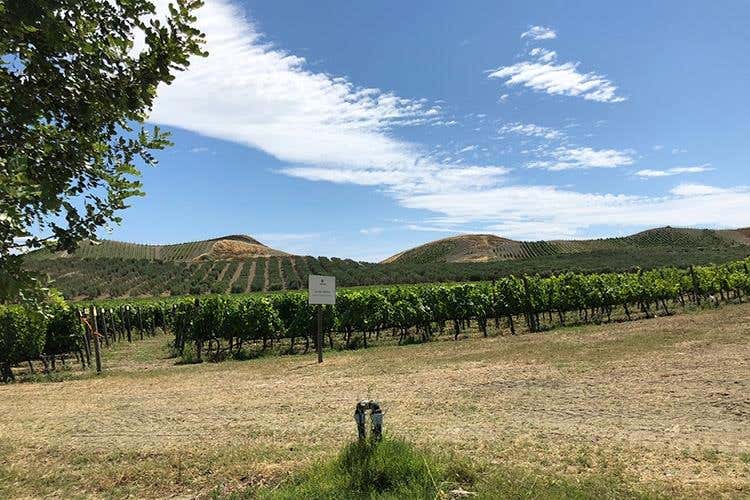 (Librandi e la Calabria 
Una storia d'amore, di vino e di territorio)