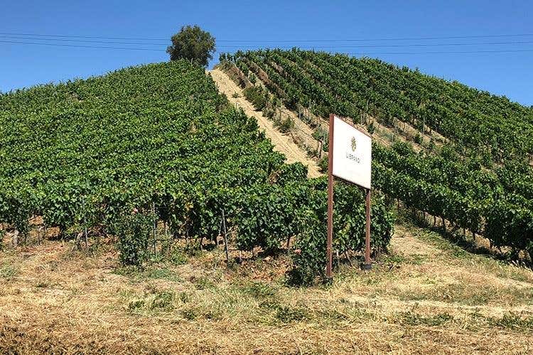 (Librandi e la Calabria 
Una storia d'amore, di vino e di territorio)