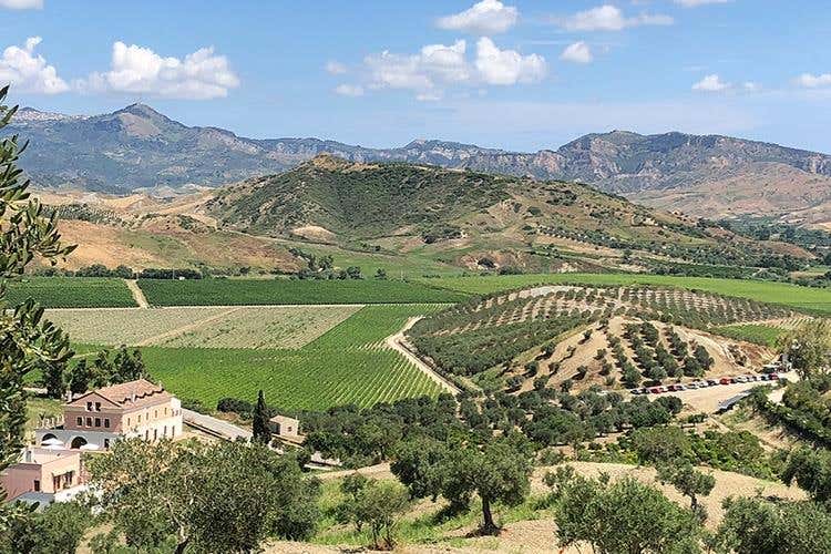 (Librandi e la Calabria 
Una storia d'amore, di vino e di territorio)